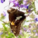 A butterfly pollinating a flower